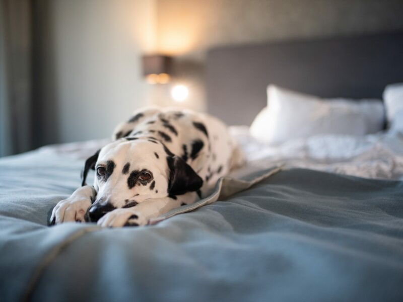 Dalmatian dog on white soft comfortable bed. Pet in hotel room. Pet friendly hotel. Travel with dog. Sleepy dog in bed. Lazy dog. Sad dog waiting for owner. Copy space. Place for text
